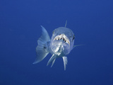 Great Barracuda (Sphyraena Barracuda) Can Reach as Much as Six Feet in Length, Caribbean Photographic Print by David Fleetham