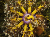 A Living Rainbow of Color, This Sea Apple Sea Cucumber, (Pseudocolochirus Violaceus) Photographie par David Fleetham