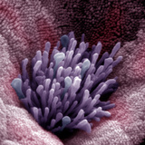 Goblet Cell on the Surface of the Jejunum Region of the Small Intestine, Showing Microvilli Photographic Print by Richard Kessel