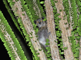 White-Footed Sportive Lemur on an Alluaudia Spiny Plant (Lepilemur Leucopus) Photographic Print by Thomas Marent