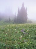 Foggy Meadow with Lupine and Indian Paintbrush Wildflowers, Mt. Rainier National Park, Washington Photographic Print by Adam Jones