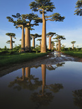 Grandidier´S Baobab (Adansonia Grandidieri), Near Morondava, Madagascar Photographic Print by Thomas Marent