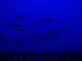 School of Scalloped Hammerhead Sharks (Sphyrna Lewini), Molokai, Hawaii, USA Lámina fotográfica por David Fleetham School of Scalloped Hammerhead Sharks (Sphyrna Lewini), Molokai, Hawaii, USA Lámina fotográfica por David Fleetham