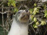 A Galapagos Sea Lion Head (Zalophus Californianus Wollebacki), Galapagos Islands, Ecuador Photographic Print by David Fleetham