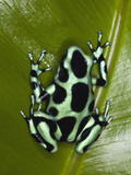 Green and Black Poison Dart Frog (Dendrobates Auratus), Costa Rica Photographic Print by Adam Jones