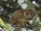 Kinkajou (Potos Flavus), Cockscomb Basin Wildlife Sanctuary, Belize Photographic Print by Thomas Marent