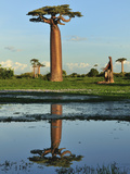 Grandidier´S Baobab (Adansonia Grandidieri), Near Morondava, Madagascar Photographic Print by Thomas Marent
