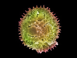 Dandelion Pollen (Taraxacum Officinale), SEM X2500 (Based On 4" X 5") Photographic Print by Stanley Flegler