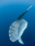 Ocean Sunfish (Mola Mola) Off San Diego, California, USA Photographic Print by Richard Herrmann