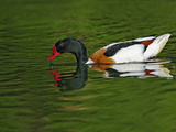Common Shelduck, Tadorna Tadorna Photographic Print by Adam Jones