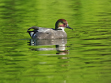 Male Falcated Duck or Falcated Teal, Anas Falcata Photographic Print by Adam Jones