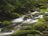 Mountain Stream Cascading over Moss Covered Boulders, Roaring Fork Motor Nature Trail Photographic Print by Adam Jones