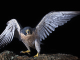 Peregrine Falcon (Falco Peregrinus), Captive Photographic Print by Michael Kern