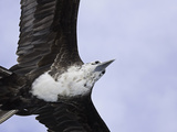 An Adolescent Magnificent Frigatebird (Fregata Magnificens) in Flight over Santa Cruz Island Photographie par David Fleetham