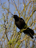 Great-Tailed Grackle (Quiscalus Mexicanus), Sonoran Desert, Arizona, USA Photographie par Don Grall
