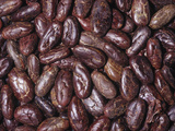 Raw, Whole Cacao Beans, the Source of Chocolate (Theobroma Cacao)Native to Tropical South America Photographic Print by Ken Lucas