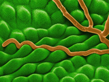 Powdery Mildew (Oidium) Fungal Hyphae on a Leaf Surface, SEM Photographic Print by Stanley Flegler