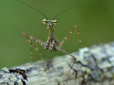 Praying Mantis on Tree Bark (Liturgusella Malagassa), Liturgusidae, Andasibe-Mantadia National Park Photographic Print by Thomas Marent