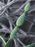 Conidia of the Fungus (Alternaria AlTernata) Photographic Print by Stanley Flegler