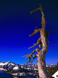 Dead Tree at Crater Lake, Crater Lake National Park, Oregon, USA Photographic Print by Paul Andrew Lawrence