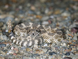 Southern Pacific Rattlesnake (Crotalus Oreganus Oregnaus), Captive Photographic Print by Michael Kern