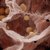Cross-Section View of an Alveolus in the Lung, Showing Capillary with an Enclosed Red Blood Cell Photographic Print by Richard Kessel