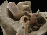 Human Middle Ear Anatomy Showing the Malleus, Incus, and Stapes Bones Photographic Print by Richard Kessel