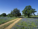 Dirt Road Through a Meadow of Flowering Texas Bluebonnets, Lupinus Texensis, Hill Country, Texas Photographic Print by Adam Jones