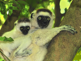Verreaux's Sifaka with an Infant (Propithecus Verreauxi), Berenty Private Reserve, Madagascar Photographic Print by Thomas Marent