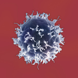 B-Lymphocyte, a Type of White Blood Cell (Leukocyte), SEM X10,000 (Based On 4" X 5") Photographic Print by Stanley Flegler