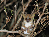 Brown Mouse Lemur (Microcebus Rufus), Berenty Private Reserve, Madagascar Photographic Print by Thomas Marent