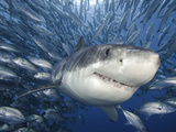 Great White Shark (Carcharodon Carcharias) Swimming Through a School of Smaller Fish Lámina fotográfica por David Fleetham