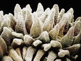 The Finger-Like Villi in the Mammal Small Intestine Mucosa Greatly Increase the Surface Area Photographic Print by Richard Kessel