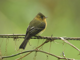 Tufted Flycatcher (Mitrephanes Phaeocercus), Cierro La Muerte, Costa Rica Photographic Print by Thomas Marent