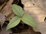 Persistent Trillium Leaves, Trillium Persistens, on the Forest Floor Photographic Print by Joseph Fontenot