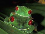 Red-Eyed Tree Frogs Mating (Agalychnis Callidryas), Cahuita National Park, Costa Rica Photographic Print by Thomas Marent