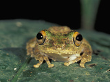 Moss Frog (Rhacophorus), Sabah, Borneo, Malaysia Photographic Print by Thomas Marent
