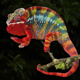 Panther Chameleon (Furcifer Pardalis), Captive Photographic Print by Michael Kern