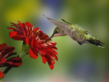 Female Ruby-Throated Hummingbird Feeding on Flower, Louisville, Kentucky Photographie par Adam Jones