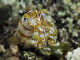 The Male Bigfin Reef Squid (Sepioteuthis Lessoniana) Can Reach 14 Inches in Length, Hawaii, USA Photographic Print by David Fleetham