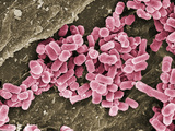 E. Coli Bacteria on a Wood Cutting Board, SEM X10,000 Photographic Print by Stanley Flegler