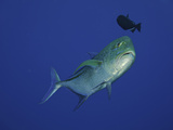 Bluefin Trevally or Jack (Caranx Melampygus) with a Triggerfish Hovering Above, Hawaii, USA Photographic Print by David Fleetham