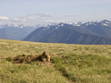 An Alert Olympic Marmot at its Den Opening on Hurricane Ridge, Olympic National Park, Washington Photographic Print by Tim Hauf