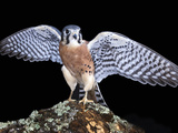 American Kestrels (Falco Sparverius) are Native to North and South America, Captive Photographic Print by Michael Kern