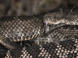 Santa Catalina Rattlesnake (Crotalus Catalinensis), Native to Santa Catalina Island, Captive Photographic Print by Michael Kern