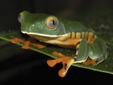 Splendid Leaf Frog (Agalychnis Calcarifer), Siquirres, Costa Rica Photographic Print by Thomas Marent