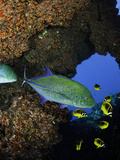 Bluefin Trevally or Jack (Caranx Melampygus) and Schooling Raccoon Butterflyfish Photographic Print by David Fleetham