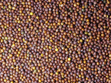 Mustard Seeds for Use as a Spice (Sinapsis Alba) Photographic Print by Ken Lucas