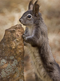 Abert's Squirrel or Tassel-Eared Squirrel (Sciurus Aberti) Is Normally All Black Photographic Print by Don Grall