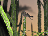 Madagascar Nightjar in the Spiny Forest (Caprimulgus Madagascariensis), Berenty Private Reserve Photographic Print by Thomas Marent
